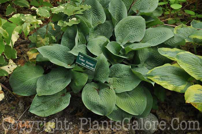 Hosta_Color-Fantasy-2010-Wades