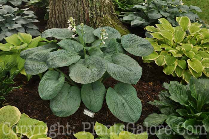 Hosta_Doctor_Bill-Bob_AHS-6-24-2011-001