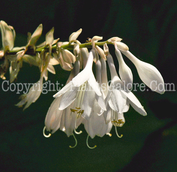 Hosta_Jimmy_Crack_Corn-HLG-2011-02A