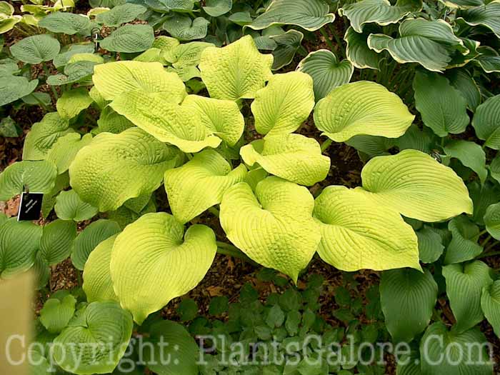 Hosta_High_Noon_Large