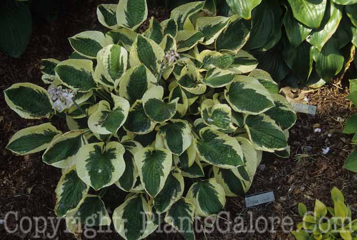 Hosta_Brim_Cup_898