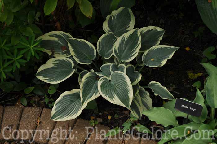 Hosta_El-Nino-2010-AHS